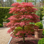 Javor dlaňolistý (Acer palmatum) ‘BENI MAIKO’- výška 40-60 cm, kont. C1.5L